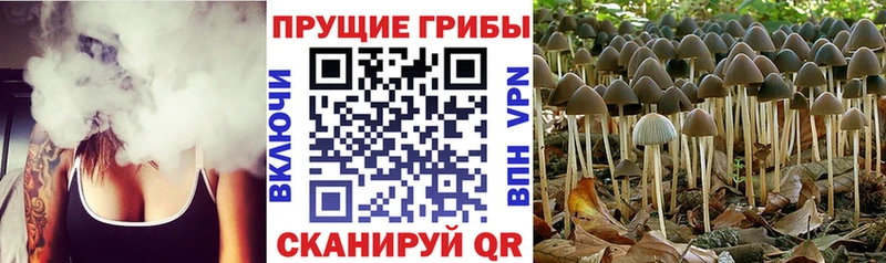 Галлюциногенные грибы мицелий  купить наркотики цена  Партизанск 